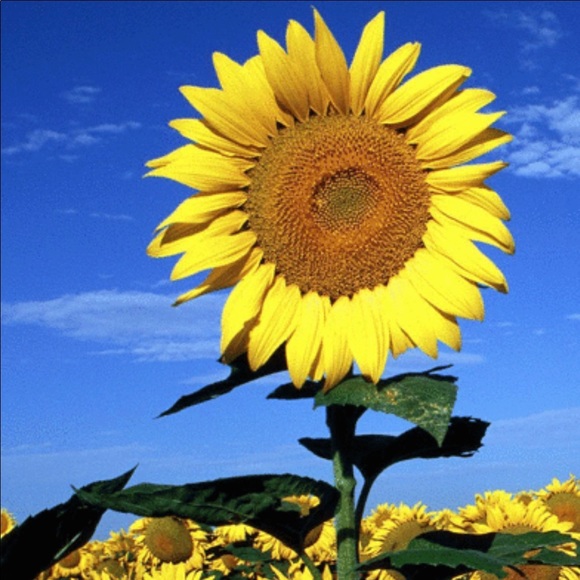 Meet your Posher, Mer - Picture 1 of 1